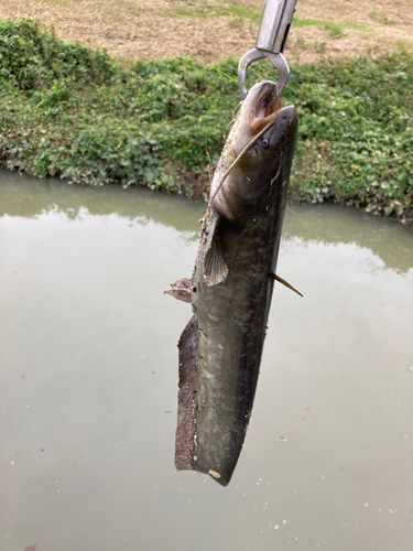 ナマズの釣果