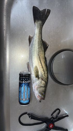 セイゴ（タイリクスズキ）の釣果