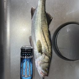 セイゴ（タイリクスズキ）