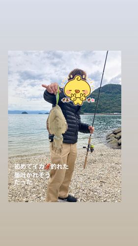 コウイカの釣果