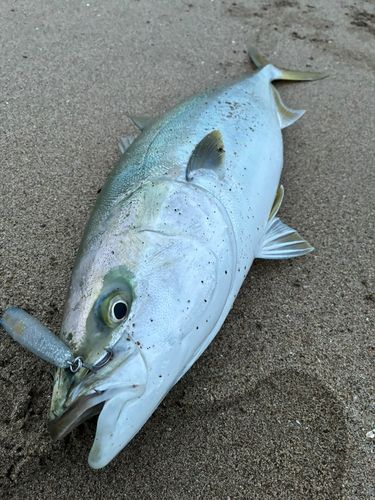 ハマチの釣果