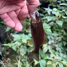 スモールマウスバス