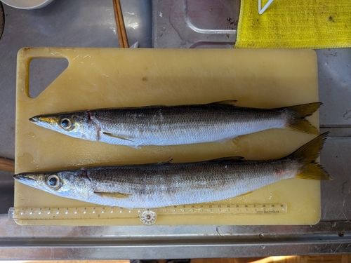 アカカマスの釣果