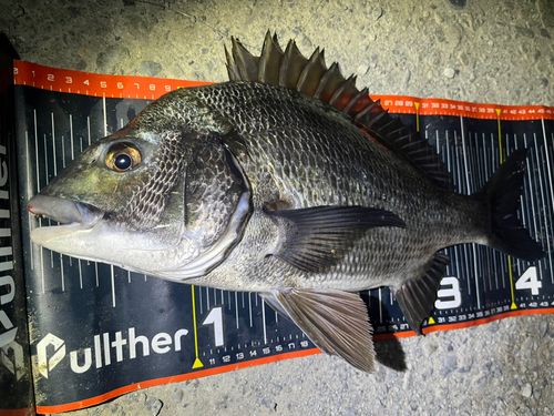 クロダイの釣果