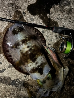 アオリイカの釣果