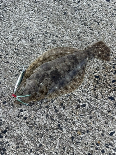 ヒラメの釣果