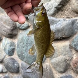 スモールマウスバス