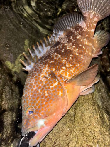 キジハタの釣果