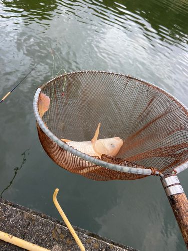 コイの釣果