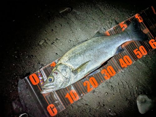 フッコ（ヒラスズキ）の釣果