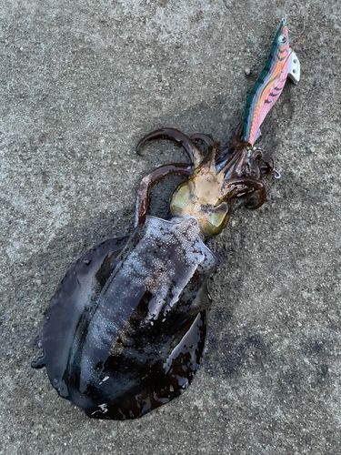 アオリイカの釣果