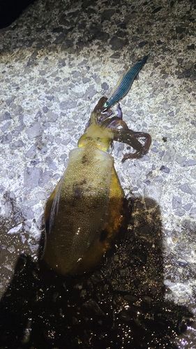 アオリイカの釣果
