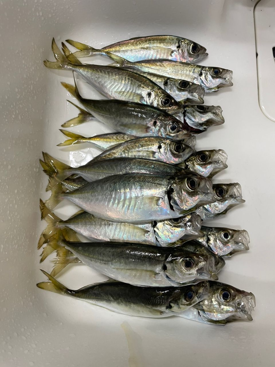 SHIMANO 22ソアレ SS アジング S60SUL-Sの最安値・インプレ