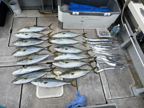 メジロの釣果