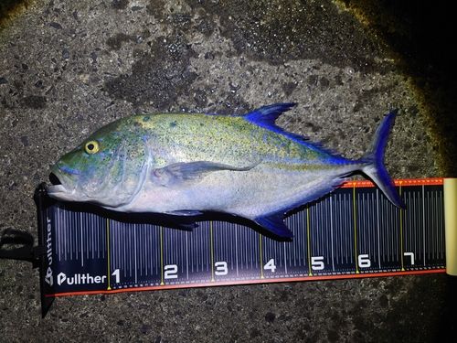 カスミアジの釣果