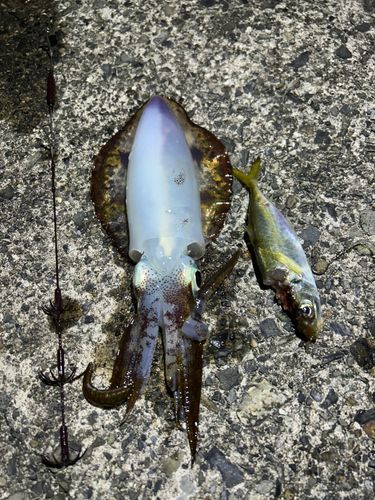 アオリイカの釣果