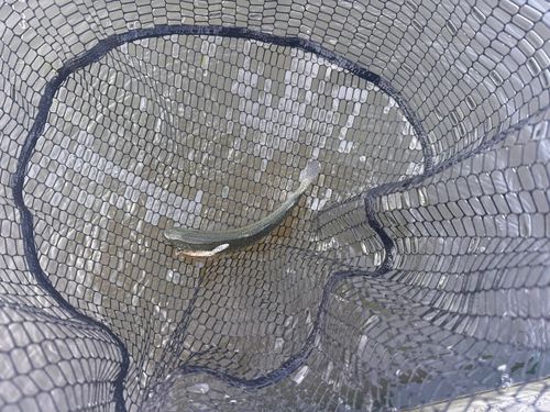 ウェルカムオーパ