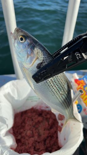 コノシロの釣果