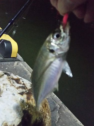 新舞子マリンパーク