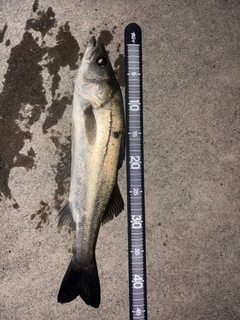 セイゴ（マルスズキ）の釣果