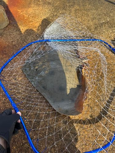 南港魚つり公園