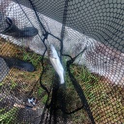 セイゴ（マルスズキ）