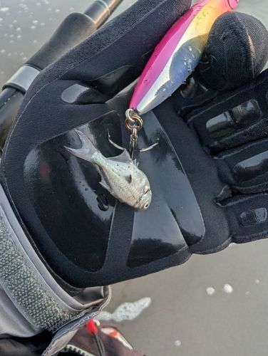 コバンアジの釣果