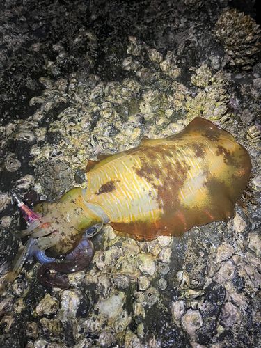 アオリイカの釣果