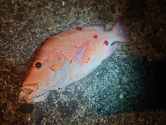 ヒメフエダイの釣果