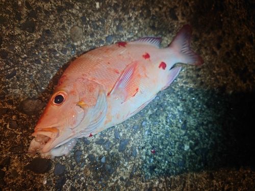 ヒメフエダイの釣果