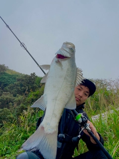 ヒラスズキの釣果