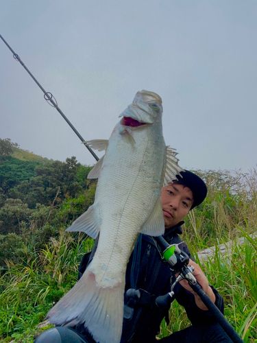 ヒラスズキの釣果