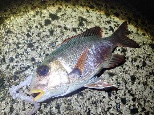 ヨコシマクロダイの釣果