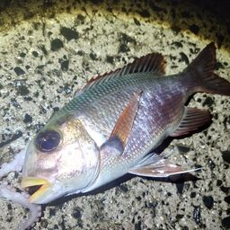 ヨコシマクロダイ