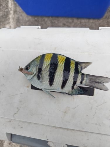 オヤビッチャの釣果