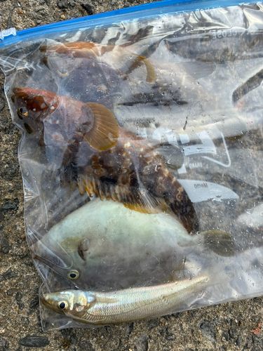 カワハギの釣果