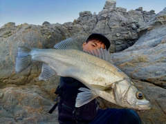 ヒラスズキの釣果