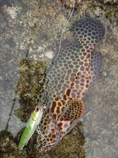 カンモンハタの釣果