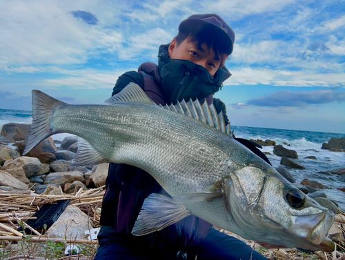ヒラスズキの釣果