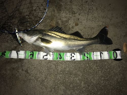 シーバスの釣果