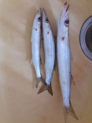 カマスの釣果
