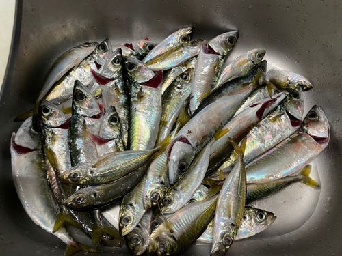 サバの釣果