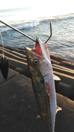 サゴシの釣果