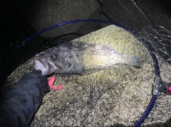 クロソイの釣果