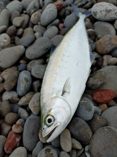 イケカツオの釣果