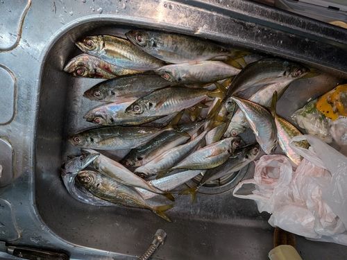 マアジの釣果