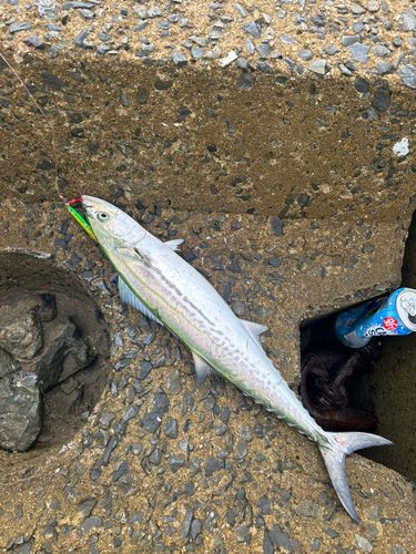 サゴシの釣果