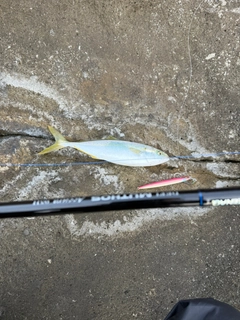 カンパチの釣果