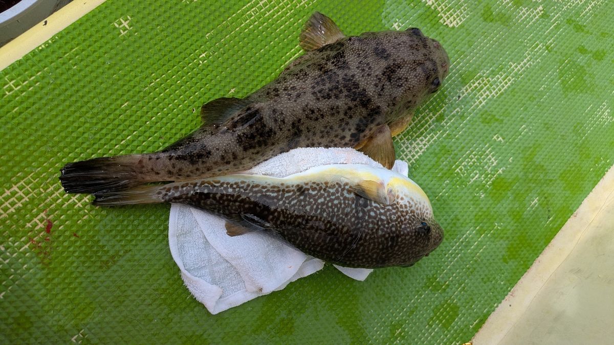 釣りか猫かさんの釣果 1枚目の画像