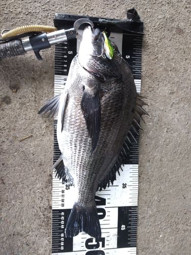 クロダイの釣果